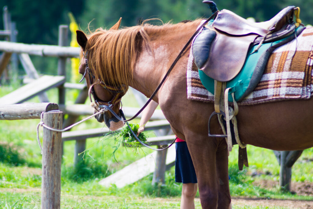 Equine Blanket Professional Wash, Deodorize, Inspect and Repair